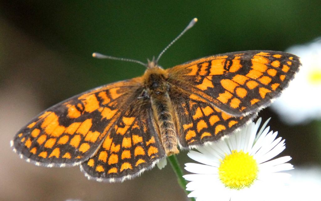 Potrebbe essere Melitaea varia?